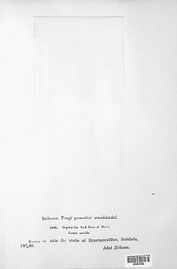 Sphaerulina gei image